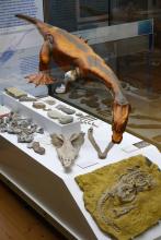In einer Glasvitrine ist hier neben Knochen und einem Fossilabdruck auch das Modell eines Nothosauriers ausgestellt, einem Meeresräuber mit Schwimmhäuten zwischen den Zehen.