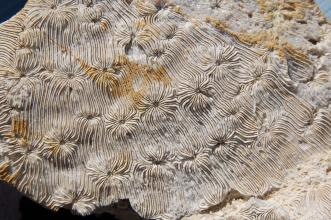 Nahaufnahme von zahlreichen versteinerten Korallen auf einer graurosa Steinplatte. Die jeweiligen Korallenarme gehen dabei nahtlos ineinander über, so dass sie verschlungene Wege bilden.