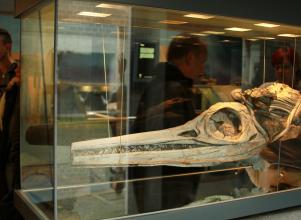 Im Bild sind hier der Schädel und das Skelett eines Fischsauriers, ausgestellt in einem Glaskasten. Der Schädel weist lange, schmale Ober- und Unterkiefer sowie eine große Augenhöhle auf.