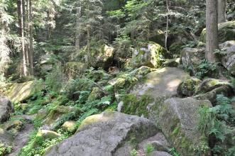 Blick auf einen nach rechts und zum Hintergrund hin ansteigenden bewaldeten Berghang. Zwischen den Bäumen haben sich zahlreiche große Gesteinsblöcke angesammelt, die auf- und nebeneinander liegen. Das graue Gestein ist teils stark bemoost. 