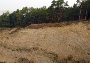Das Bild zeigt die fast senkrechte Abbruchkante eines bewaldeten Hanges. Das rötlich braune Boden- und Gesteinsmaterial hat eine wellenförmige Ausprägung.