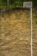Blick auf ein ockerbraunes Musterprofil des LGRB unter Wald. Die aufgeschlossene Profilwand ist 150 Zentimeter tief. Links sind sechs Bodenhorizonte angegeben.
