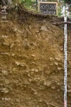 Das Bild zeigt ein braunes Musterprofil des LGRB unter Wald. Die zahlreiche Steine führende Profilwand ist 110 Zentimeter tief. Links sind fünf Bodenhorizonte unterschieden.