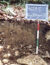 Das Foto zeigt ein Bodenprofil unter Wald. Es handelt sich um ein Musterprofil des LGRB. Das vier Horizonte umfassende Profil ist 50 cm tief.