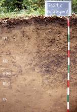 Das Foto zeigt ein Bodenprofil unter Wald. Es handelt sich um ein Musterprofil des LGRB. Das sechs Horizonte umfassende Profil ist über 1,20 m tief.