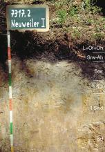 Blick auf ein gelblich braunes Bodenprofil unter Waldhumus. Eine Kreidetafel links weist das Profil als Musterprofil des LGRB aus. Das in sechs Horizonte unterteilte Profil ist 1 m tief.