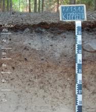Das Bild zeigt ein aufgegrabenes Bodenprofil unter Wald. Das Profil ist durch eine beschriftete Kreidetafel als Musterprofil des LGRB ausgewiesen. Das in sieben Horizonte gegliederte, graue bis hellbraune Profil ist 90 cm tief.