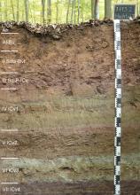 Das Bild zeigt ein aufgegrabenes Bodenprofil unter Wald. Das Profil ist durch eine beschriftete Kreidetafel als Musterprofil des LGRB ausgewiesen. Das oben braune, nach unten hin mehrfarbig gestreifte Profil ist 1,90 m tief.