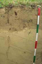 Das Foto zeigt ein Bodenprofil unter Grünland. Es handelt sich um ein Musterprofil des LGRB. Das gelblich braune Profil ist 70 cm tief.