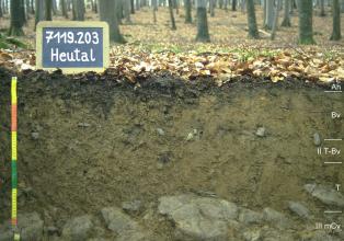 Das Foto zeigt ein Bodenprofil unter Laubwald. Es handelt sich um ein Musterprofil des LGRB. Das fünf Horizonte umfassende Profil ist etwa 60 cm tief.