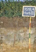 Das Foto zeigt ein Bodenprofil unter Acker mit Pflanzenwuchs. Es handelt sich um ein Musterprofil des LGRB. Das fünf Horizonte umfassende Profil ist über 60 cm tief.