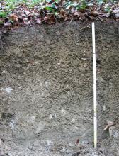 Das Foto zeigt ein Bodenprofil unter Wald. Das Bodenprofil ist über 80 cm tief.