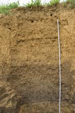 Das Foto zeigt ein Bodenprofil unter Acker. Das in der oberen Hälfte gelblich braune Profil ist über 1,90 m tief.