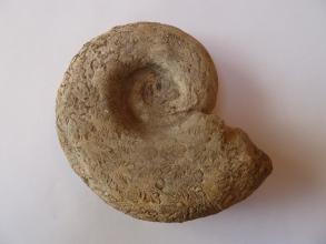 Nahaufnahme eines versteinerten Kopffüßers vor hellem Hintergrund. Das spiralförmige Fossil hat eine bräunlich graue Farbe und zeigt eingekerbte Muster und Linien auf der Oberfläche.