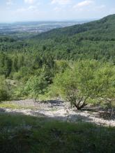 Blick nach unten über eine Schutthalde mit einzelnen Bäumen und Sträuchern. Gegenüber zieht sich rechts ein bewaldeter Hang hinauf. Im Hintergrund eine Ebene mit Wäldern und Siedlungen.