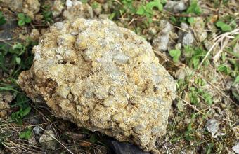 Großaufnahme eines rundlichen, hellbraunen bis grauen Gesteinsbrockens. Auf der Oberseite sind kleine, kugelförmige Stücke miteinander verbacken. Der Stein liegt auf teils grasigem, teils steinigem Boden.