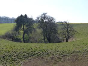Auf einem großen grünen Hügel befindet sich in der Bildmitte eine trichterförmige Vertiefung, aus der ein paar Bäume emporwachsen.