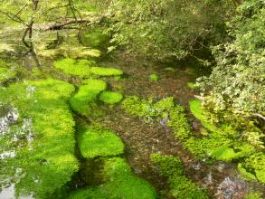 Blick auf ein flaches Gewässer, das nahe dem Betrachter vorbeifließt. Zu erkennen sind inselartige, auf dem Wasser treibende Pflanzenteppiche sowie das kiesige Bachbett.