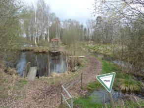 Auf dem Bild verteilen sich mehrere Wasserflächen links sowie ein kleiner Bach rechts. Ein Naturpfad führt zwischen Bach und Seen hindurch. Im Hintergrund stehen schlanke hohe Laubbäume mit weißlichen Stämmen.