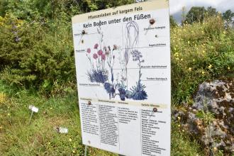 Seitlicher Blick auf eine Informationstafel am Irndorfer Felsengarten, zum Thema "Pflanzenleben auf kargem Fels". Die Tafel steht zwischen blühenden Pflanzen und einem Felsblock.   