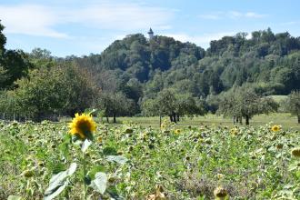 Der Blick geht über ein Sonnenblumenfeld im Vordergrund zu bewaldeten Erhebungen im Hintergrund. Aus dem mittleren Waldberg ragt ein weißer Turm heraus.