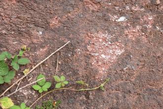 Nahaufnahme von rötlich grauem Gestein. Rechts der Bildmitte sind auch kleine weiße Gesteinskörper zu erkennen. 