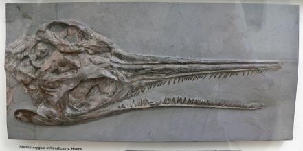 Blick auf den versteinerten Schädel eines Fischsauriers. Der Kopf ist von oben zu sehen, mit seitlich nach unten aufgeklapptem spitzem Kiefer, so dass lange Zahnreihen gut zu erkennen sind.
