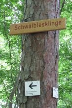 Blick auf einen von Rinde bedeckten Baumstamm mit kleinen Hinweisschildern unten und einem größeren Holzschild oben. Das große Schild trägt den Namen „Schwälblesklinge“.