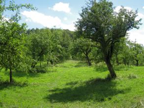 Blick auf eine leicht bucklige grüne Wiese mit zahlreichen, teils schief stehenden Obstbäumen.