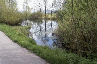 Blick auf einen kleineren See. Bäume, Sträucher, Schilf und Gras säumen das Ufer der Wasserfläche. Links führt ein geteerter Weg vorbei.