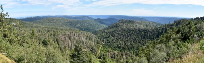 Panoramablick von erhöhtem Standort über zahlreiche, versetzt angeordnete bewaldete Berge, die bis zum Horizont reichen.