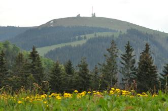 Blick auf einen bewaldeten, auf der Kuppe jedoch kahlen Berg mit Aussichtsturm und Sendemast. Im Vordergrund Nadelbäume und eine hochliegende Wiese mit gelbem Löwenzahn.