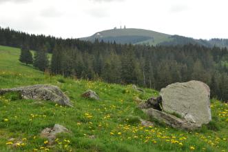 Blick auf eine nach links abfallende, mit Löwenzahn übersäte Bergwiese. Auch teils große Felsblöcke sind auf der Wiese verteilt. Im Mittelgrund schiebt sich eine Waldzunge den Hang herauf. Dahinter erhebt sich die kahle Kuppe eines Berges mit Sendemast.