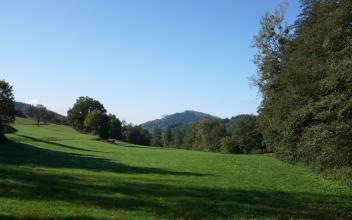 Das Foto zeigt einen von links nach rechts abfallenden, teils schattigen Wiesenhang, an den rechts sowie im Hintergrund Wald grenzt. Weiter entfernt ist ein bewaldeter Berg erkennbar.