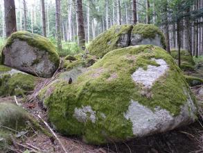 Das Bild zeigt mehrere große, in einem Nadelwald verteilte Felsbrocken. Das weißlich graue Gestein der Felsen ist stark von Moos bewachsen.