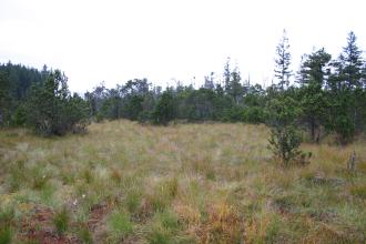 Blick auf ein dicht bewachsenes, grün-braunes Hochmoor. Der Hintergrund wird durch Nadelbäume begrenzt.