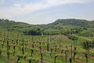 Blick über einen höher gelegenen, nach rechts abfallenden Weinberg. Dahinter breiten sich tiefer liegende Äcker sowie weitere Rebflächen aus, die links und rechts wieder an Höhe gewinnen.