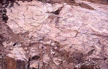 Das Bild zeigt ein polygonales Kluftmuster auf einer rosafarbenen Gesteinsoberfläche. Auf der linken unteren Seite des Bildes liegt ein Geologenhammer als Maßstab.