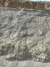Blick auf die hellgraue Abbauwand einer Kiesgrube. Am Fuß der Wand liegt Schotter. Oben, etwas versetzt, ist ein Band mit festerem, bräunlich grauem Gestein zu erkennen. Eine Messlatte reicht nicht ganz bis zur Mitte des Bildes.