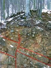 Das Bild zeigt eine Wand aus konglomeratischem Gestein mit Geröllen unterschiedlicher Größe. Das Schichteinfallen wird durch rote Linien gekennzeichnet, die Schichten fallen zum rechten Bildrand ein. Über der Wand ist verschneiter, kahler Wald zu sehen.