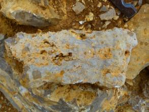 Handstück eines Trochtienkalks. In dem hellen Kalkstein, welcher teilweise gelblich verwittert ist, finden sich zahlreich, etwa 1 cm große Fossilienbruchstücke.