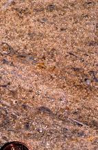 Detailaufnahme einer angeschliffenen und angefeuchteten Platte von rötlichem, kleinkörnigem Gestein. In dem Gestein befinden sich schräg verlaufende Schichten mit vielen, etwas dunkleren, Muschelbruchstücken.