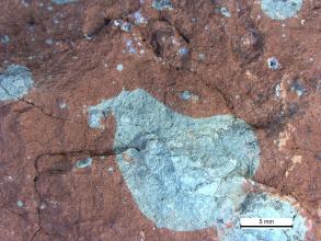 Detailaufnahme eines weinroten Gesteins, welches mehrere große, rundliche, hellgraue Flecken aufweist.