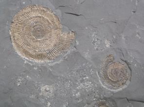 Mittelgraue, sehr feinkörnige Gesteinsplatte mit mehreren unterschiedlichen goldfarbenen Ammoniten.