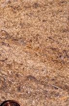 Vergrößerung einer geschliffenen Gesteinsoberfläche. Das rötlich braune Gestein ist angefüllt mit Mineralkörpern (im Aussehen ähnlich wie Fischrogen) und Schalenresten.