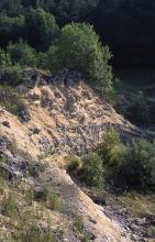 Blick auf die Abbauwand eines Steinbruches. Die Wand ist von gelblich grauer Farbe, von links nach rechts abfallend sowie oben und unten mit Bäumen und Büschen bewachsen.