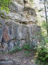 Blick auf eine teilweise zugewachsene Steinbruchwand mit senkrechten und waagrechten Klüften.
