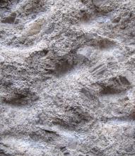 Nahaufnahme von Gestein in verschiedenen Grau-Schattierungen, mit schaumig-poröser Oberfläche und eingebackenen festeren Bestandteilen.