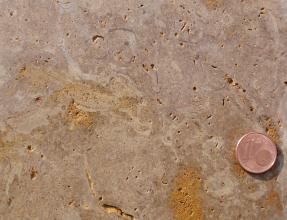 Nahaufnahme einer geschliffenen Gesteinsoberfläche; rötlich grau mit gelblichen Einschlüssen. Rechts unten dient eine Cent-Münze als Größenvergleich.