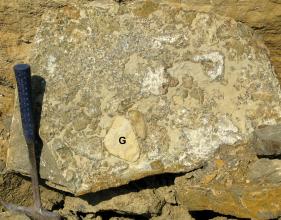 Nahaufnahme eines flachen, gelblich grauen Steinbrockens mit markiertem Kalksteingeröll. Ein Hammer links im Bild dient als Größenvergleich.